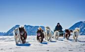 Dogsledding in Kangerlussuaq, Greenland