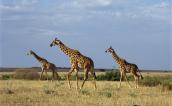 Giraffes on the plain, Kenya